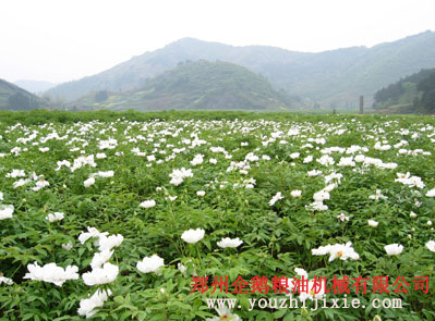 牡丹籽油設備 牡丹籽油成套生產(chǎn)線(圖1) 牡丹籽榨油機